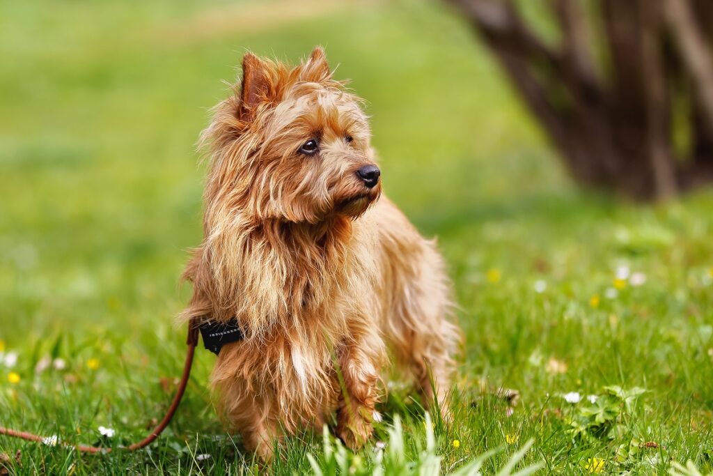 Ein sandfarbener Australian Terrier auf einer Wiese Sandfarbener Australian Terrier auf wiese
