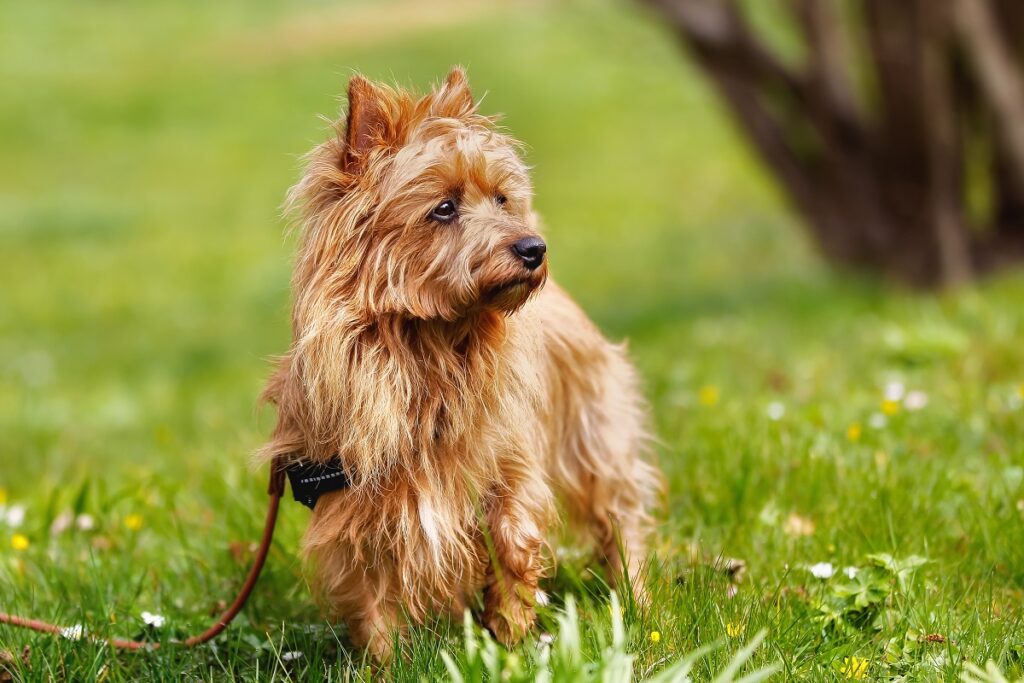 Sandfarbener Australian Terrier auf wiese