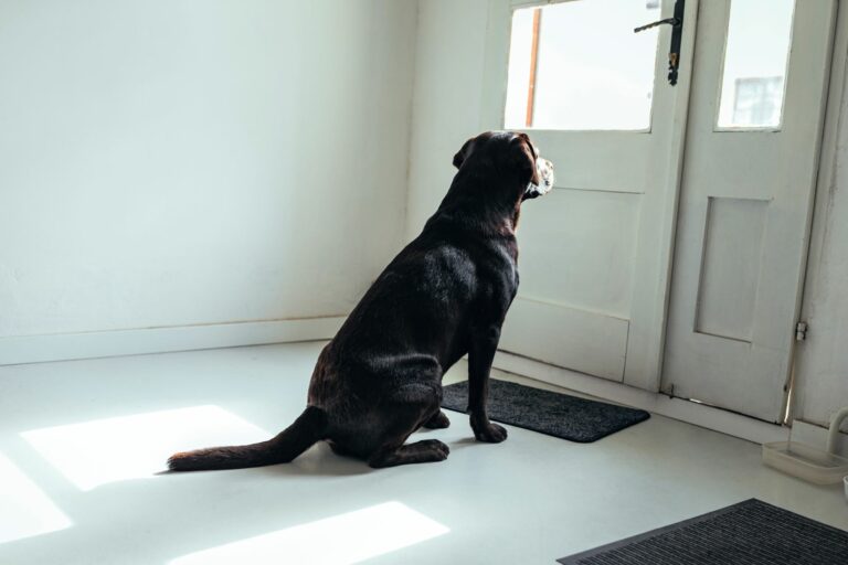 Hund wartet sehnsüchtig vor der Tür