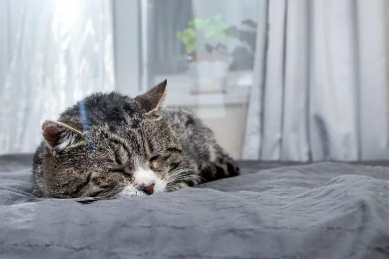 Alte Katze liegt auf einem Bett und schläft