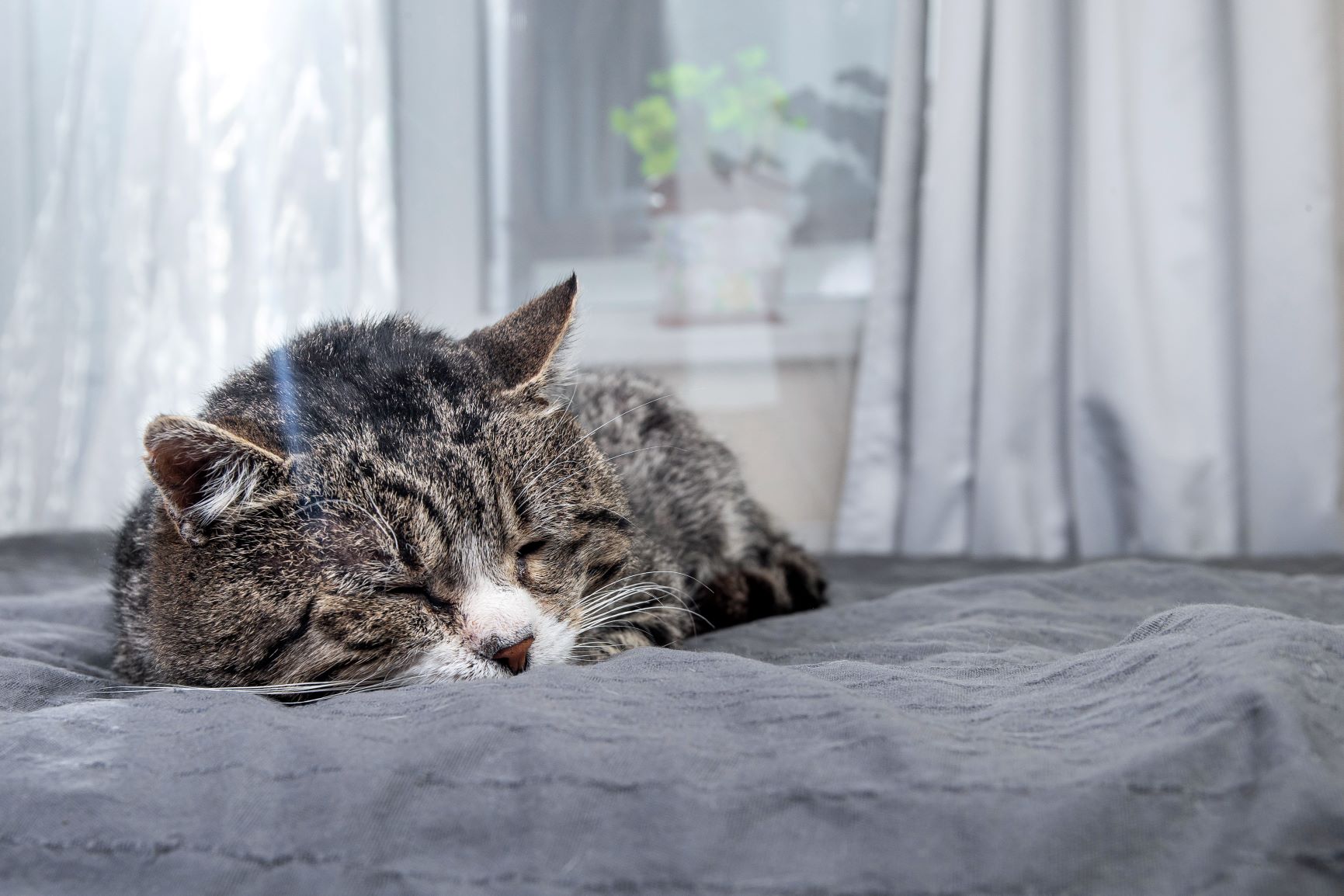 Abschied für immer Wenn man die Katze einschläfern lässt zooplus.ch