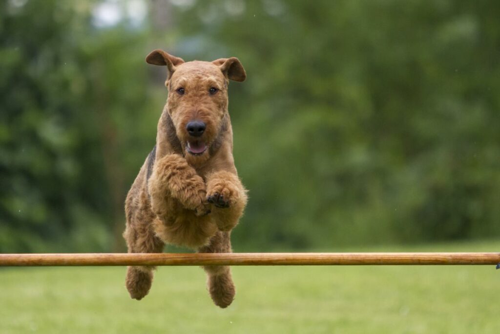 airedale terrier agility