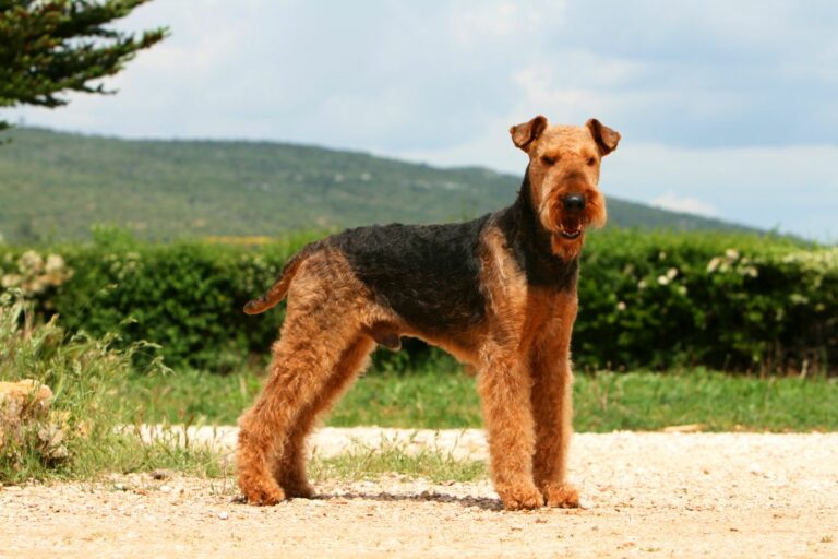 airedale terrier draußen sommer