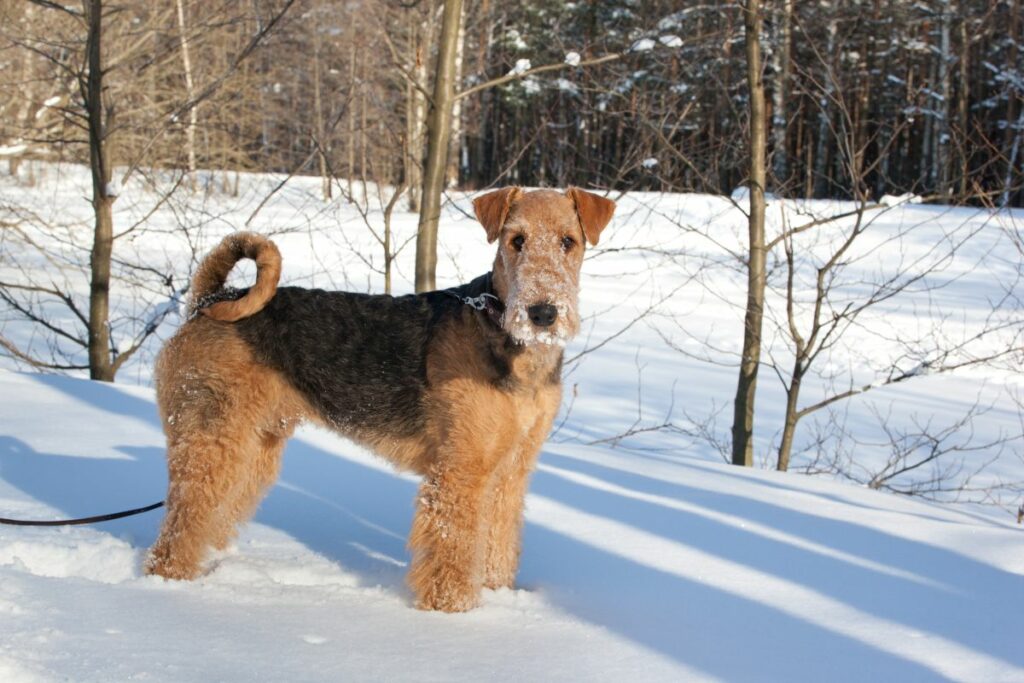 airedale terrier im schnee