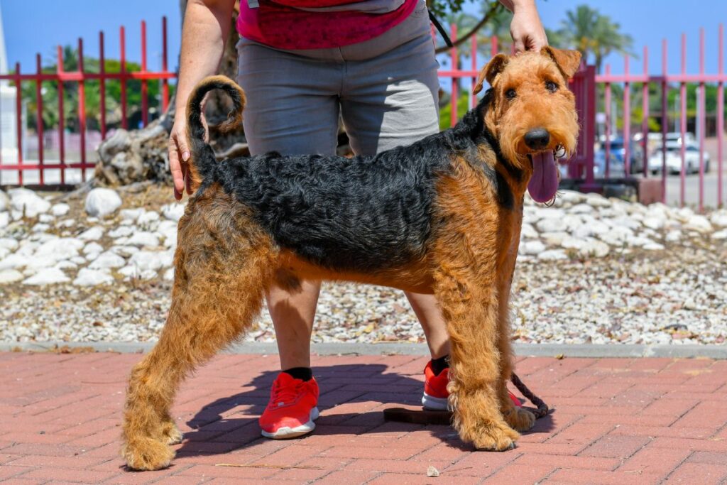 airedale terrier mit mensch