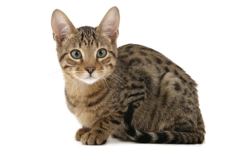Ein Serengeti-Kätzchen vor leerem Hintergrund serengeti katze vor weissem hintergrund