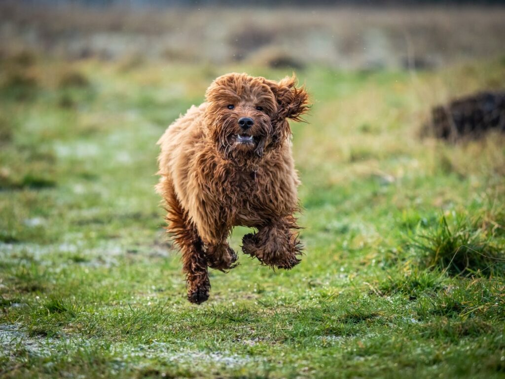 cockapoo läuft über wiese