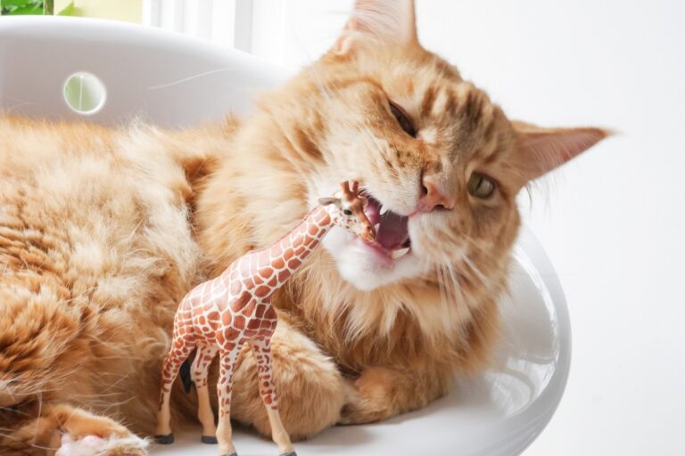 katze mit pica-syndrom kaut an plastikspielzeug