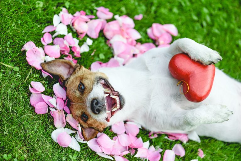 Valentinstag für Hunde