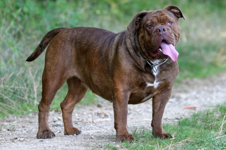 old english bulldog steht auf feldweg