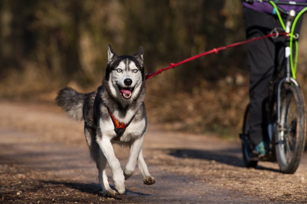 Husky vorm Dogscooter