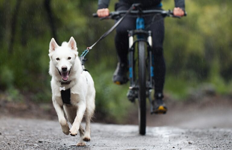 hund und mann auf fahrrad beim Zughundesport bikejoring