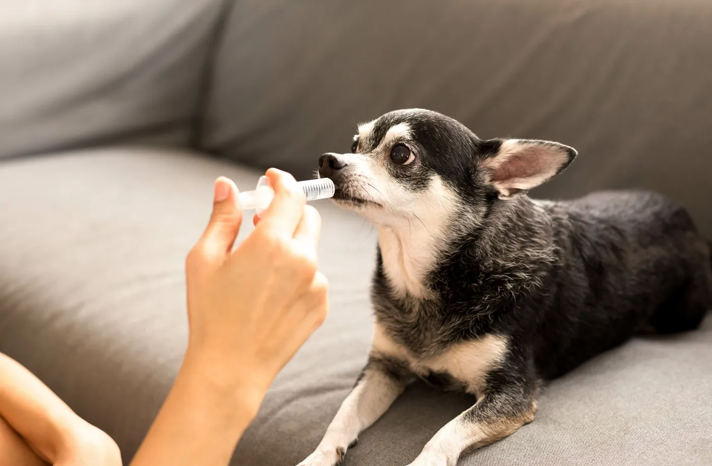 Hund bekommt aufgelösze Schmerzmittel mit der Spritze Aufgelöste Schmerzmittel für Hunde