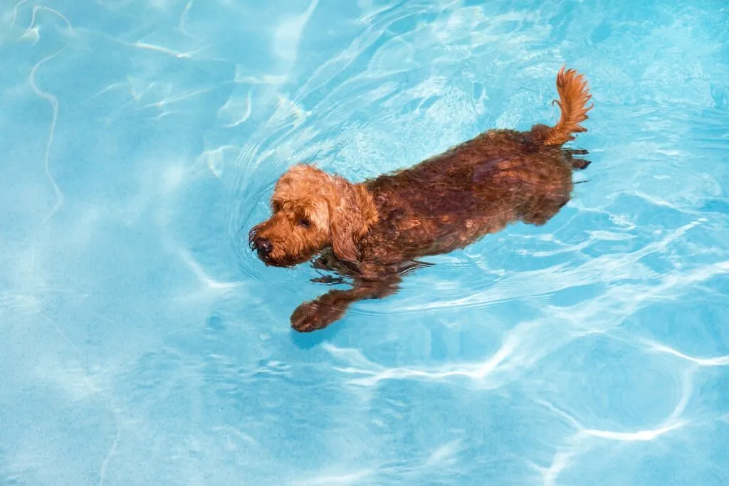 Hund mit HD schwimmt