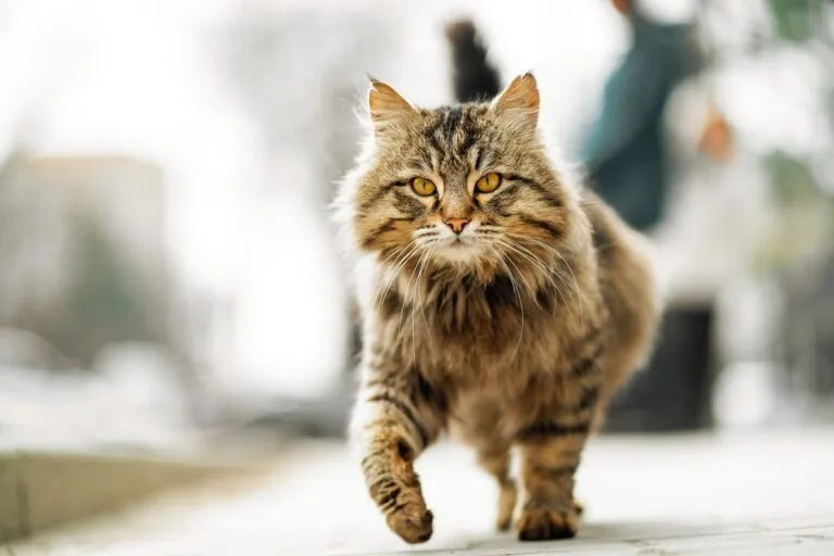 Katze mit Ataxie