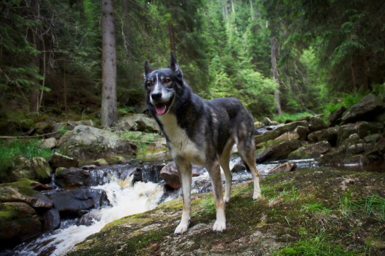 alaskan husky steht neben bach im wald