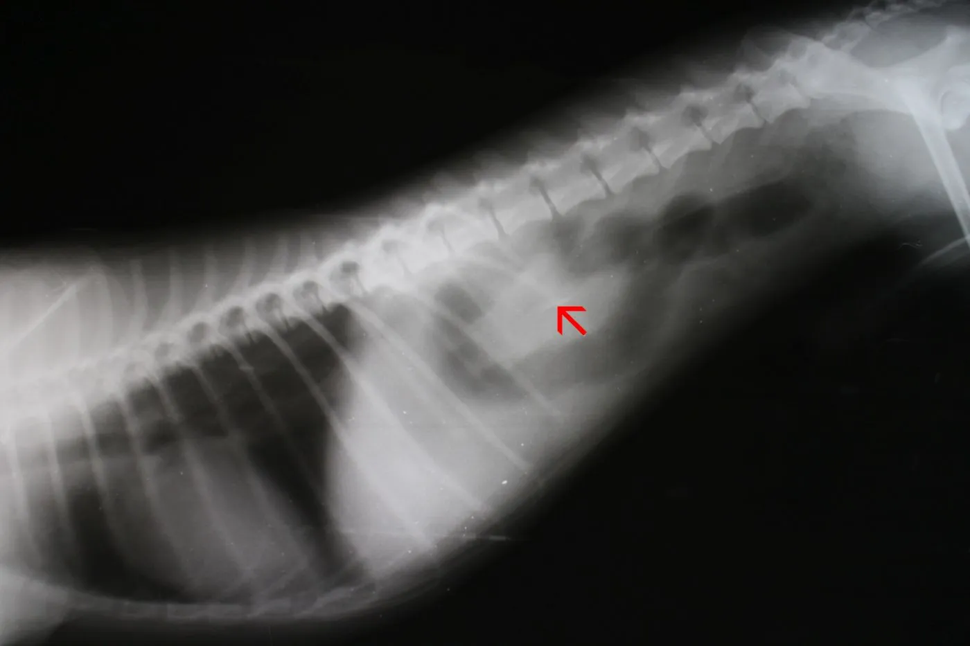 Ein Röntgenbild zeigt einen Darmverschluss beim Hund darmverschluss beim hund im röntgenbild
