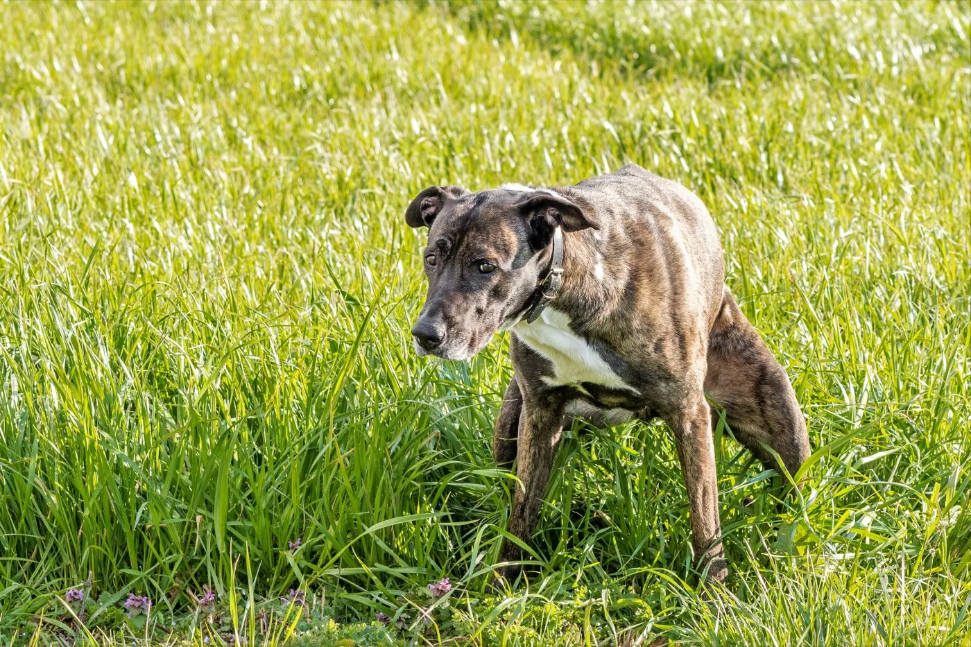 Ein Hund versucht auf einer Wiese Kot abzusetzen hund setzt kot ab auf wiese
