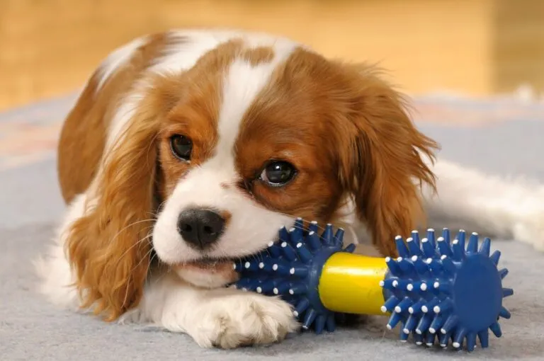Ein junger Cavalier King Charles Spaniel kaut auf einem Spielzeug herum Hundewelpe kaut an Spielzeug