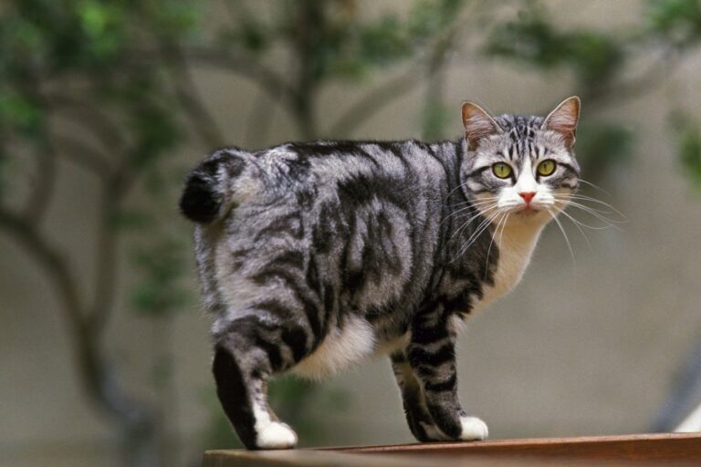 japanese bobtail katze im freien