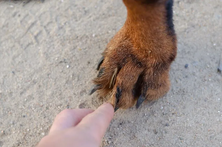 Hund mit Grannen in der Pfote Grannen zwischen den Zehen beim Hund
