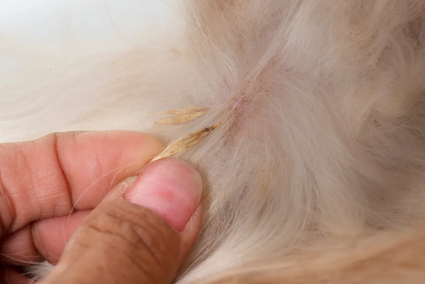 Grannen im Hundefell Grannen beim Hund im Fell