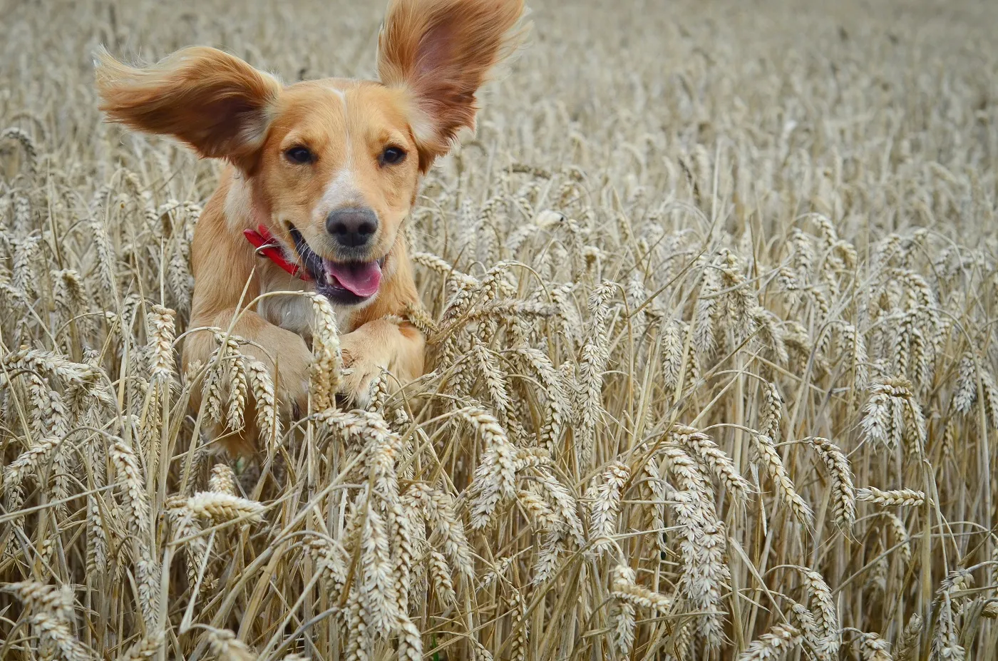 Hund rennt im Feld Im Feld ist die Gefah für Grannen beim Hund hoch