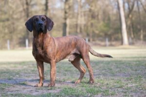 Hannoverscher Schweisshund