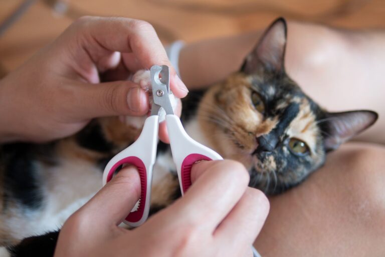 katzenkrallen schneiden mit schere