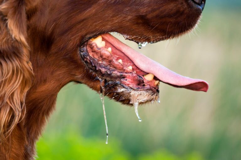 Tollwut beim Hund mit Sabbern