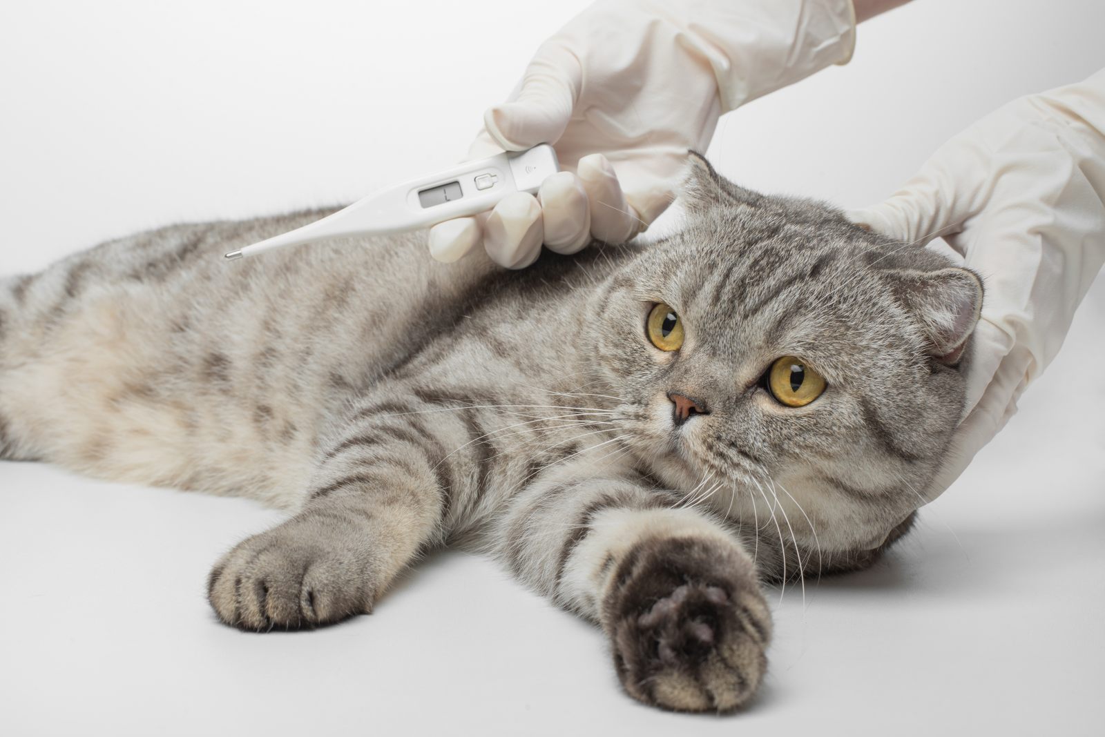 Wie Merke Ich Ob Meine Katze Fieber Hat Fieber bei Katzen erkennen & behandeln | zooplus Magazine