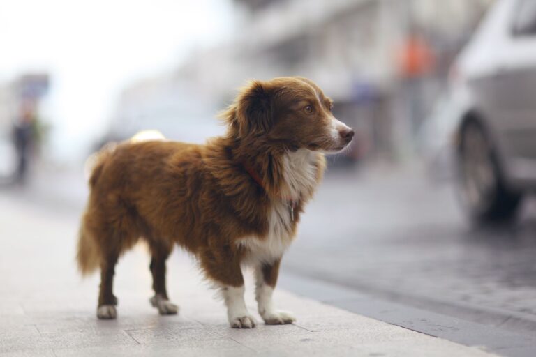 Hund ist in der Stadt entlaufen Hund entlaufen