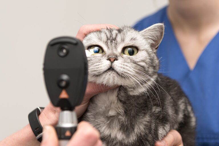 tierarzt untersucht auge einer katze