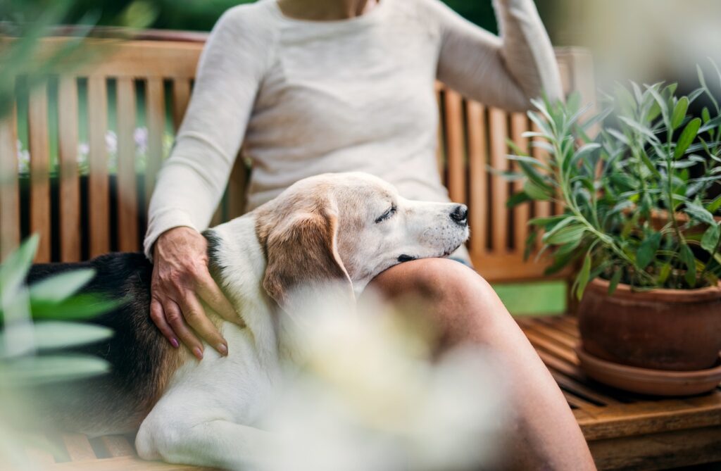 Alter Beagle legt Kopf auf Schoss von älterer Dame Hundejahre in Menschenjahren
