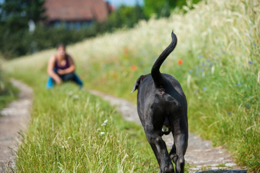 Entlaufener Hund kehrt zurück