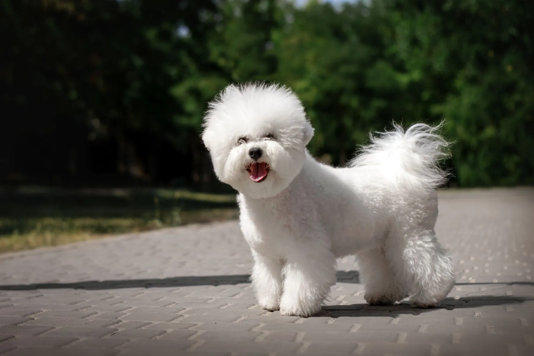 Bichon Fris&eacute; Allergikerhund