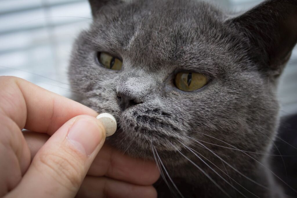 Katze Schilddrüsenmedikament