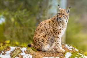 Luchs