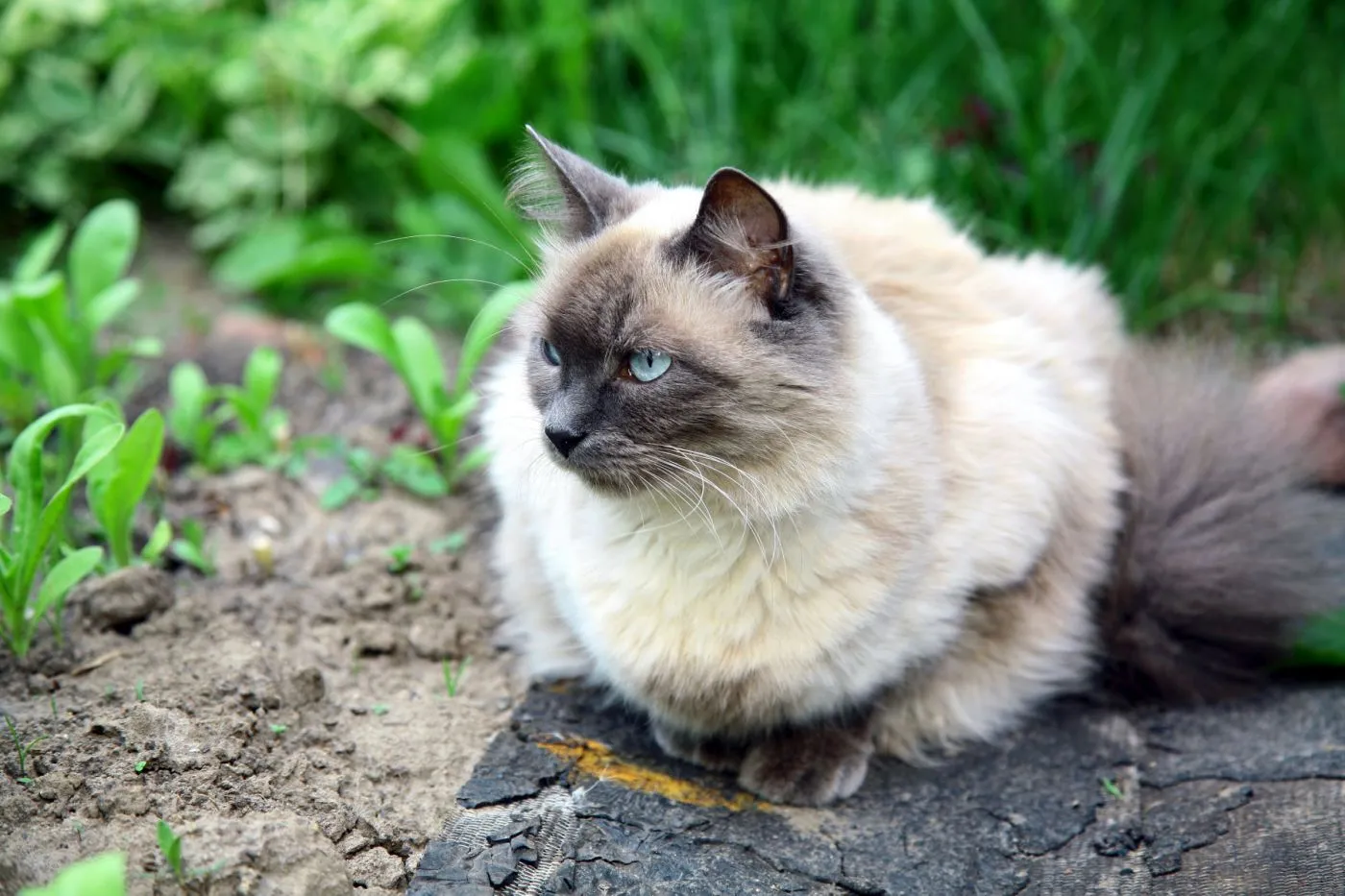 Katzen für Allergiker Balinese