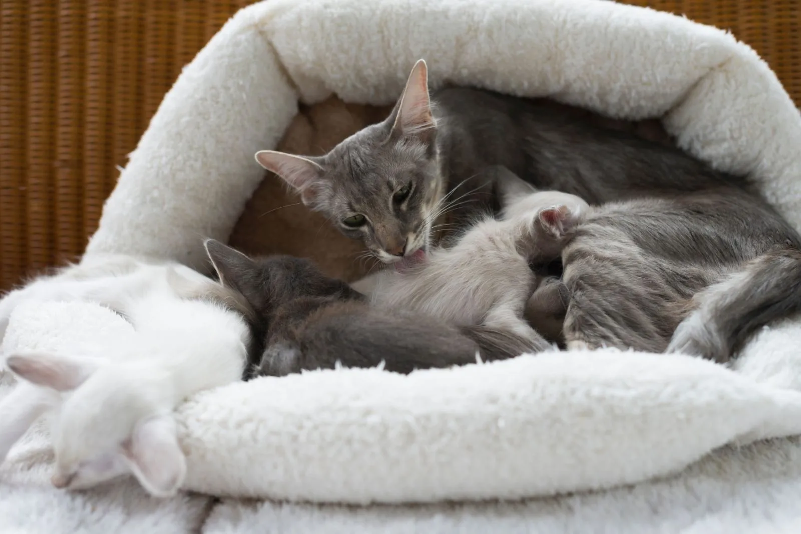 Katzen für Allergiker Javanese