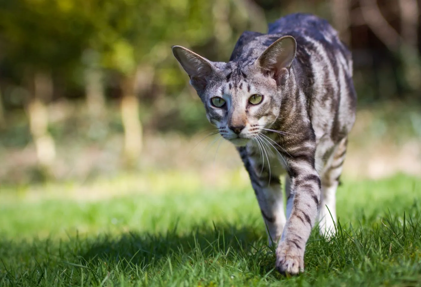 Katzen für Allergiker Orientalisch Kurzhaar