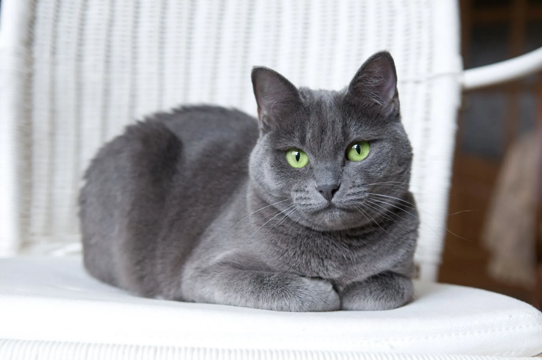 Katzen für Allergiker Russisch Blau