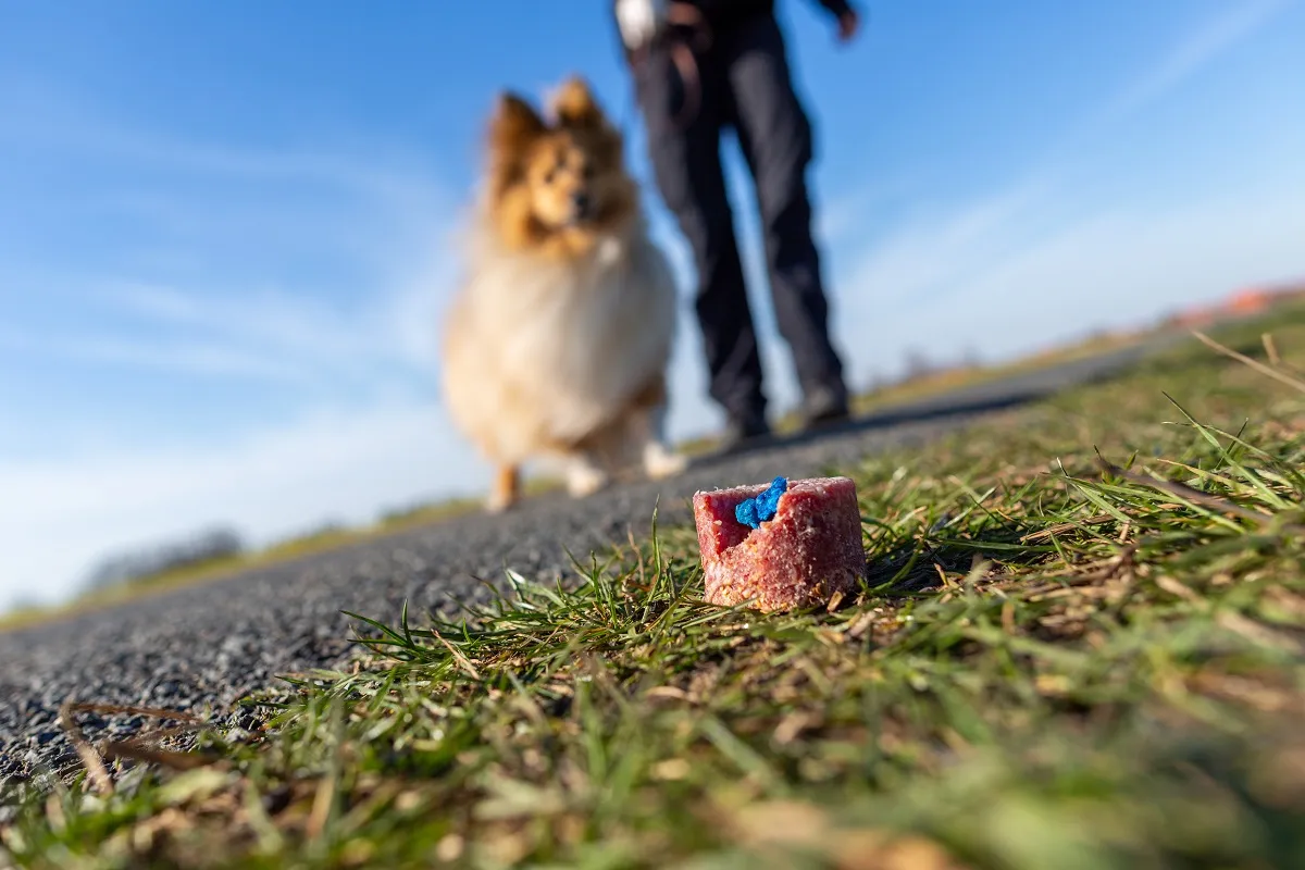 Giftkder: Tdliche Gefahr fr Hunde | zooplus Magazine