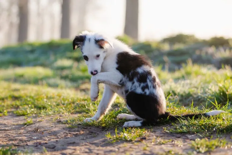 Hund mit Pododermatitis hebt seine Pfote an Hund mit Pododermatitis
