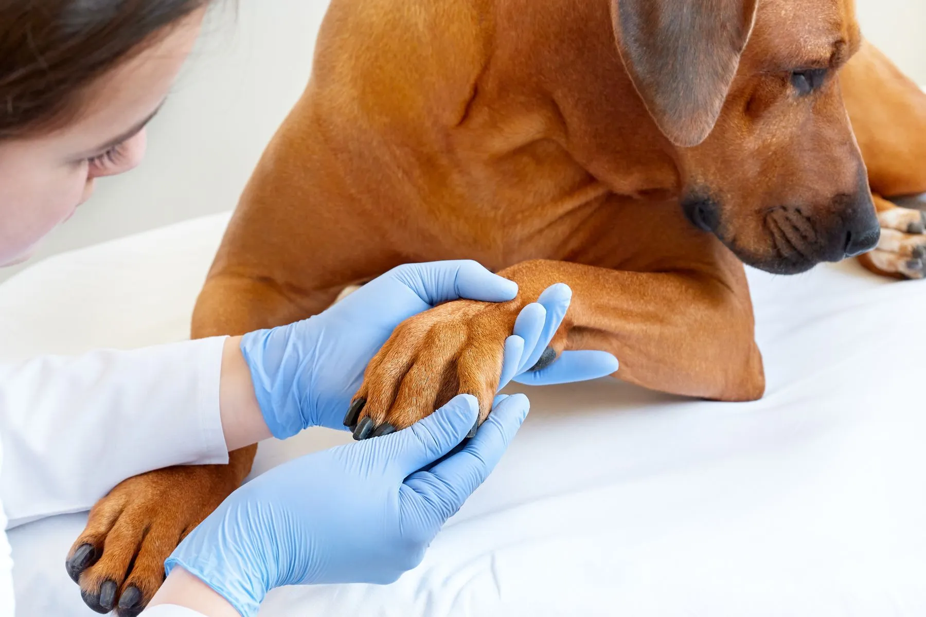 Tierarzt untersucht Hundepfote auf Entzündung Pododermatitis Untersuchung beim Tierarzt