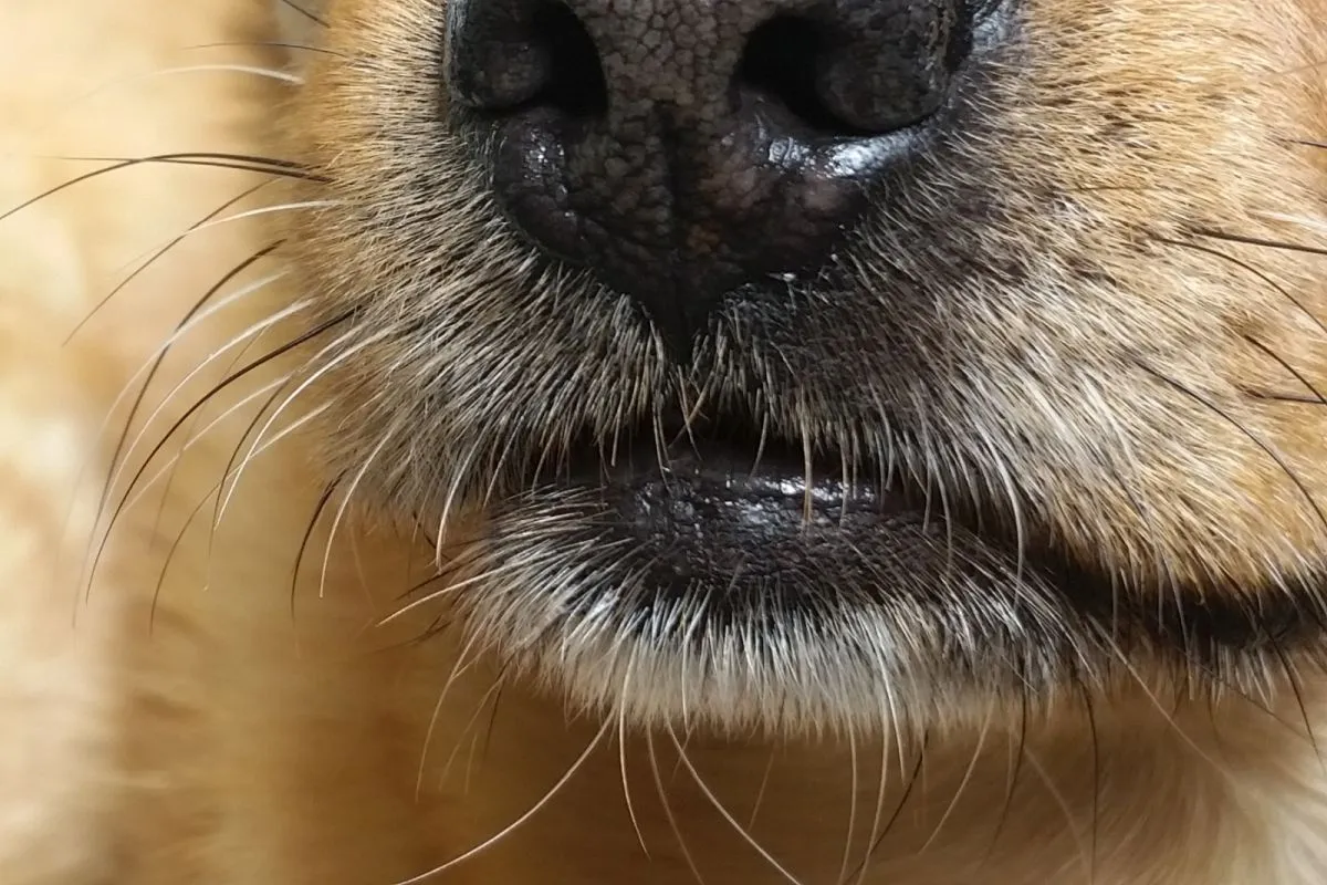 Nahaufnahme Hundeschnauze mit Vibrissen Vibrissen Hund fuer Sinneswahrnehmung