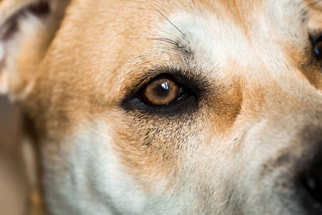 Vibrissen beim Hund Tasthaare und ihre Funktion zooplus Magazin