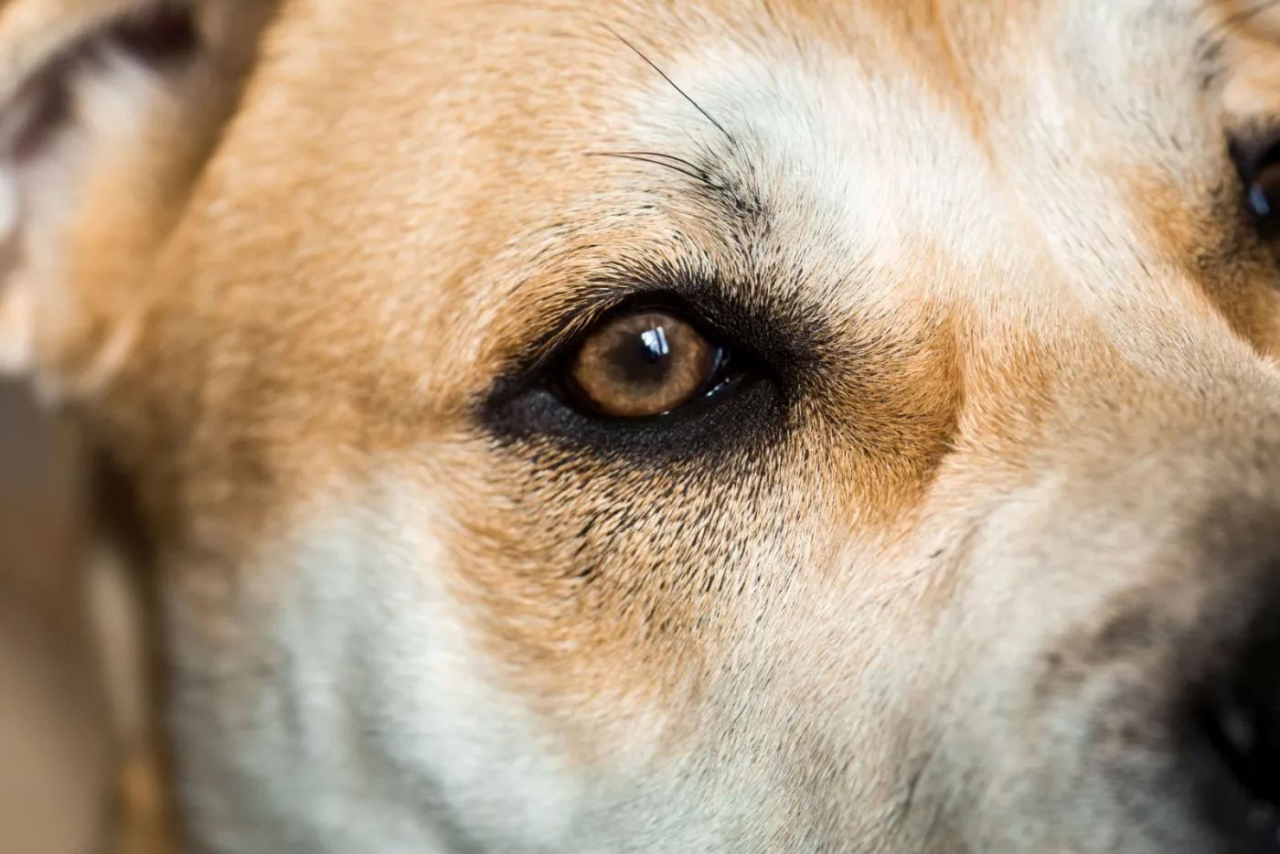 Nahaufnahme Vibrissen an Hundeaugenbraue Vibrissen an Hundeaugenbraue