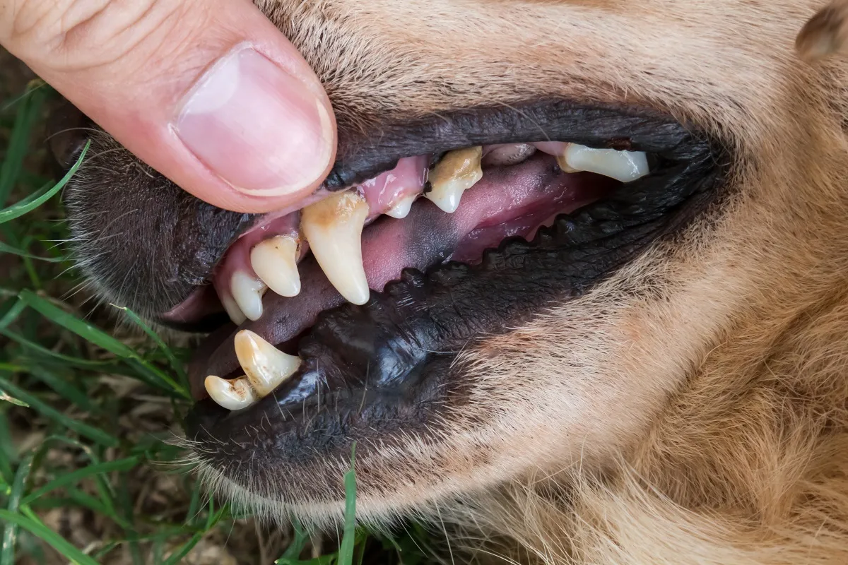 Un chien avec de la plaque dentaire Mon chien sent mauvais de la gueule.