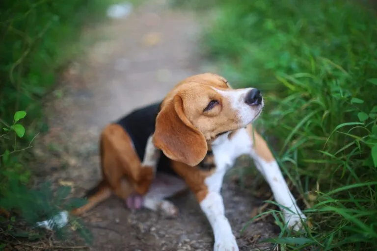 Hund kratzt sich nach Stich einer Hirschlausfliege Stich einer Hirschlausfliege beim Hund löst Juckreiz aus